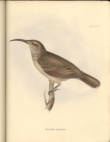 Scale-throated earthcreeper